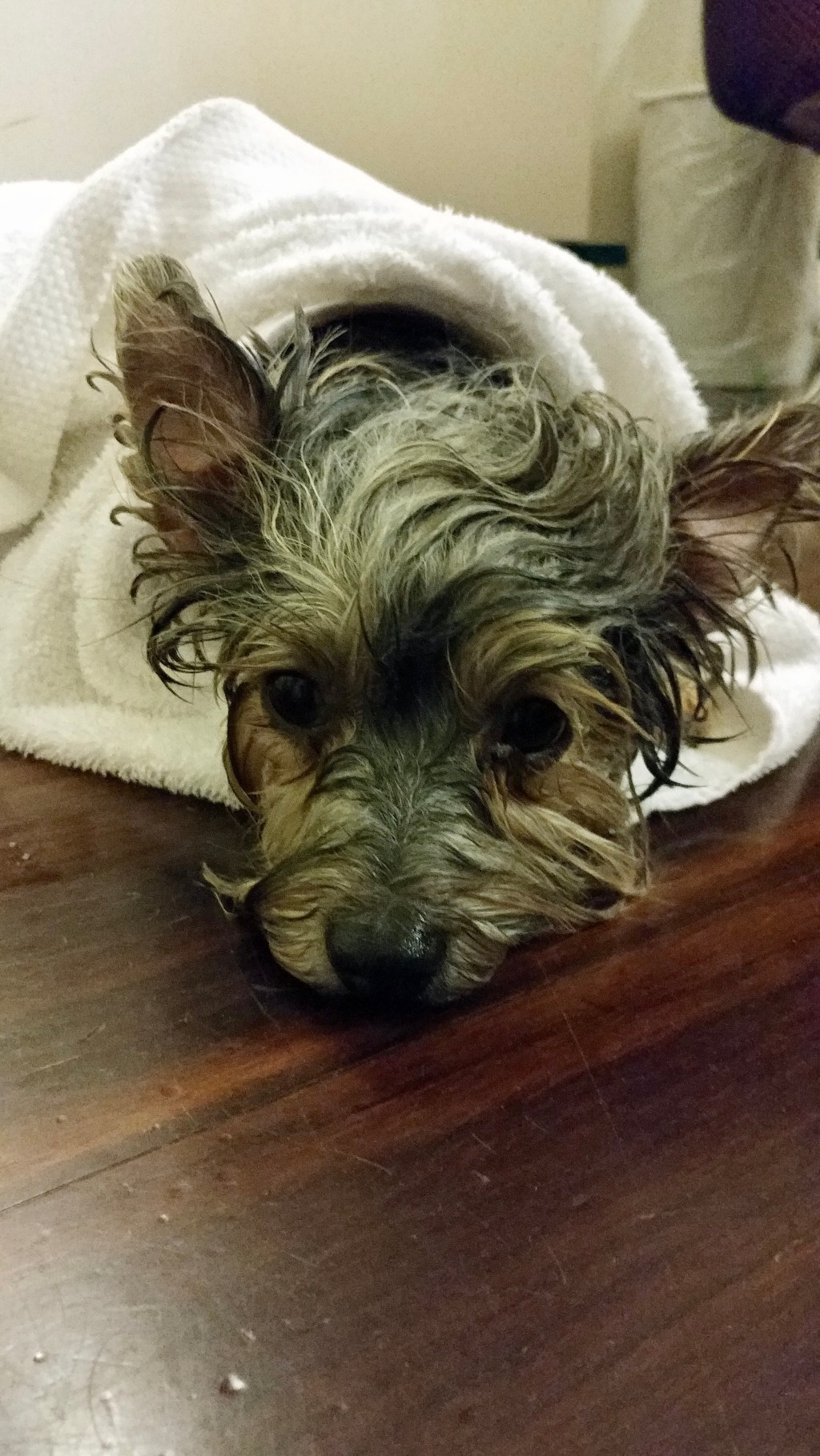 Florence, Dog Pee, and a Vacation from a&nbsp;Vacation