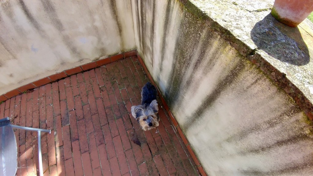 Tuscany: Romancing my&nbsp;Dog