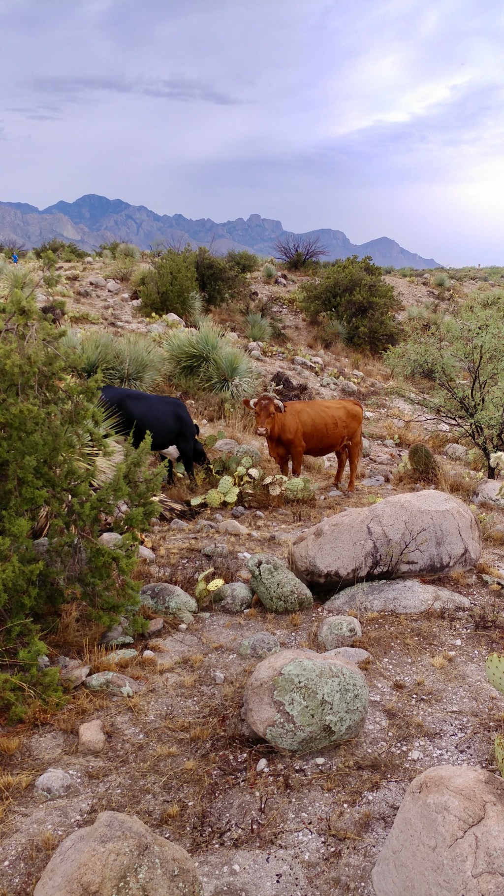 Miraculous Miraval- Bacon&nbsp;Meditation