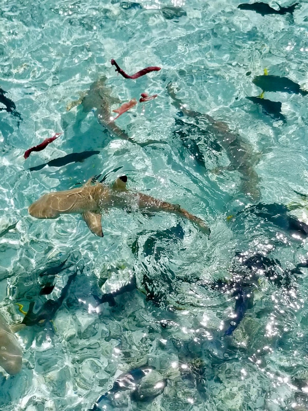 Swimming With Whale&nbsp;Sharks